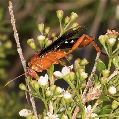 Lissopimpla excelsa (Orchid dupe wasp, Dusky-winged Ichneumonid) at Dunlop, ACT - 19 Feb 2025 by kasiaaus