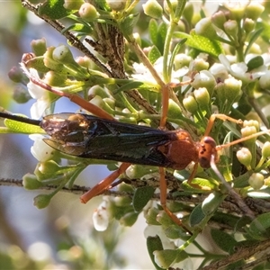 Lissopimpla excelsa at Dunlop, ACT - 19 Feb 2025 11:06 AM