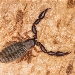 Pseudoscorpiones (order) (False Scorpion, Pseudoscorpion) at Dunlop, ACT - 19 Feb 2025 by kasiaaus