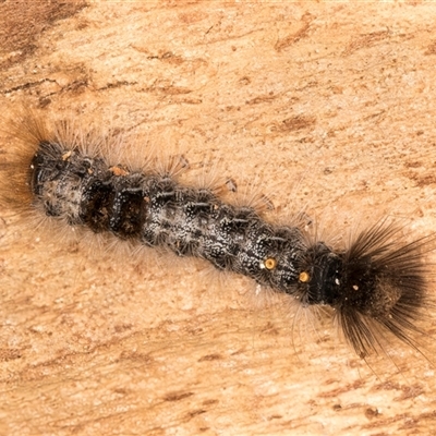 Euproctis baliolalis (Browntail Gum Moth) at Dunlop, ACT - 19 Feb 2025 by kasiaaus