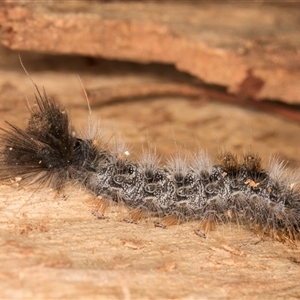 Euproctis baliolalis at Dunlop, ACT - 19 Feb 2025 11:18 AM