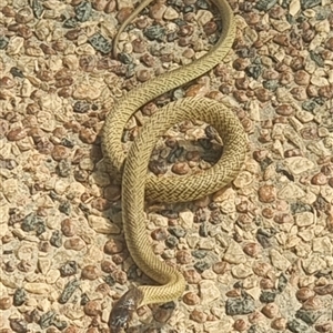 Pseudonaja affinis affinis at suppressed - suppressed