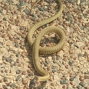 Unidentified Reptile or Frog at Swan View, WA - 24 Feb 2025 by JD1965