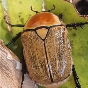 Cetoniinae sp. (subfamily) at Swan View, WA - 21 Feb 2025 by JD1965