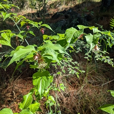 Leycesteria formosa (Himalayan Honeysuckle) at Isaacs, ACT - 14 Jan 2025 by thecbrgardener