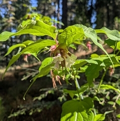 Leycesteria formosa at Isaacs, ACT - 14 Jan 2025 09:20 AM