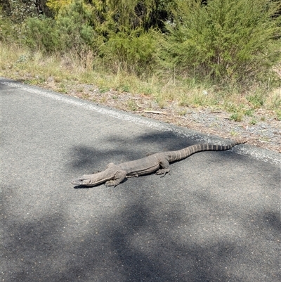 Varanus rosenbergi (Heath or Rosenberg's Monitor) at Kambah, ACT - 24 Feb 2025 by thecbrgardener