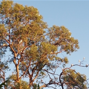 Cacatua sanguinea (Little Corella) at Wirlinga, NSW - 25 Feb 2025 by RobCook