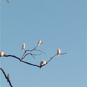 Cacatua sanguinea at Wirlinga, NSW - 25 Feb 2025 07:19 AM