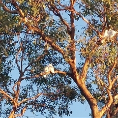 Cacatua sanguinea at Wirlinga, NSW - 25 Feb 2025 07:19 AM