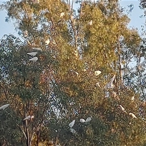 Cacatua sanguinea at Wirlinga, NSW - 25 Feb 2025 07:19 AM