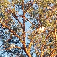 Cacatua sanguinea at Wirlinga, NSW - 25 Feb 2025 07:19 AM