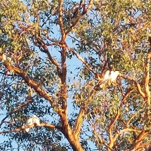 Cacatua sanguinea at Wirlinga, NSW - 25 Feb 2025 07:19 AM