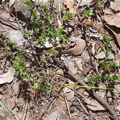 Gonocarpus tetragynus (Common Raspwort) at Lyneham, ACT - 29 Sep 2024 by MPhillips