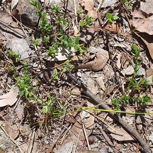 Gonocarpus tetragynus (Common Raspwort) at Lyneham, ACT - 29 Sep 2024 by MPhillips