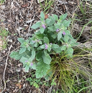 Ajuga australis at Corrowong, NSW - 24 Feb 2025 08:21 AM