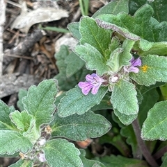 Ajuga australis at Corrowong, NSW - 24 Feb 2025 08:21 AM