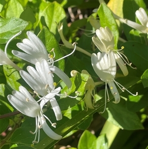 Lonicera japonica (Japanese Honeysuckle) at Mongarlowe, NSW - 22 Feb 2025 by JaneR