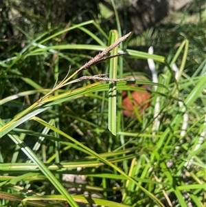 Carex polyantha (A Sedge) at Mongarlowe, NSW - 22 Feb 2025 by JaneR