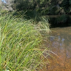 Carex polyantha at Mongarlowe, NSW - 22 Feb 2025 03:53 PM