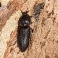 Agrypnus sp. (genus) (Rough click beetle) at Dunlop, ACT - 19 Feb 2025 by kasiaaus