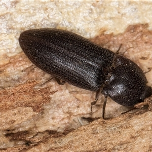 Agrypnus sp. (genus) at Dunlop, ACT - 19 Feb 2025 11:23 AM