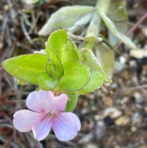 Gratiola peruviana (Australian Brooklime) at Mongarlowe, NSW - 22 Feb 2025 by JaneR