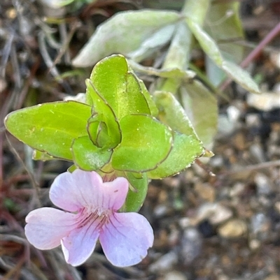 Gratiola peruviana (Australian Brooklime) at Mongarlowe, NSW - 22 Feb 2025 by JaneR