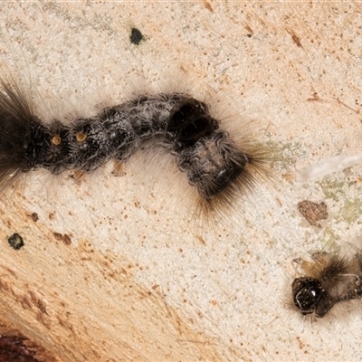 Euproctis baliolalis (Browntail Gum Moth) at Dunlop, ACT - 19 Feb 2025 by kasiaaus