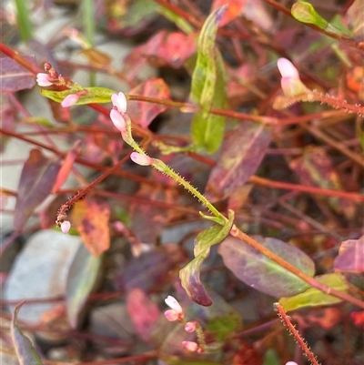 Persicaria praetermissa (Spotted Knotweed) at Mongarlowe, NSW - 22 Feb 2025 by JaneR