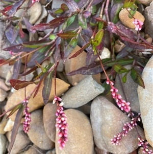 Persicaria decipiens (Slender Knotweed) at Mongarlowe, NSW - 22 Feb 2025 by JaneR