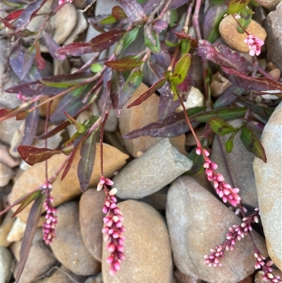 Persicaria decipiens (Slender Knotweed) at Mongarlowe, NSW - 22 Feb 2025 by JaneR