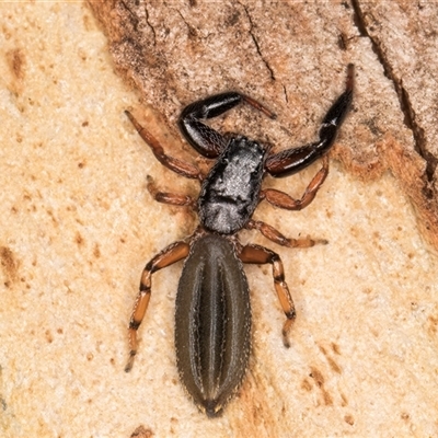 Holoplatys sp. (genus) (Unidentified Holoplatys jumping spider) at Dunlop, ACT - 19 Feb 2025 by kasiaaus