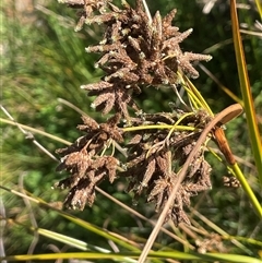 Scirpus polystachyus (Large-head Club-rush) at Mongarlowe, NSW - 22 Feb 2025 by JaneR