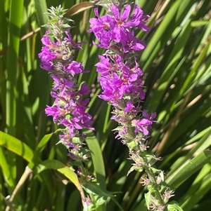 Lythrum salicaria (Purple Loosestrife) at Mongarlowe, NSW - 22 Feb 2025 by JaneR