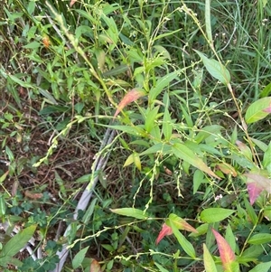 Persicaria hydropiper at Mongarlowe, NSW - 22 Feb 2025 04:15 PM