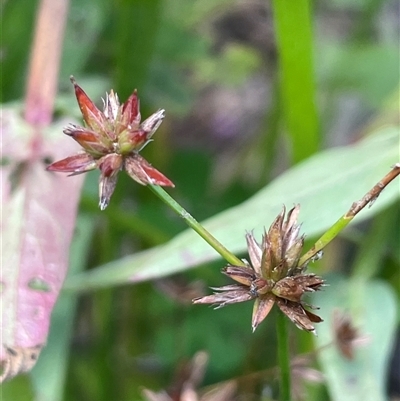 Juncus prismatocarpus (Branching Rush) at Mongarlowe, NSW - 22 Feb 2025 by JaneR