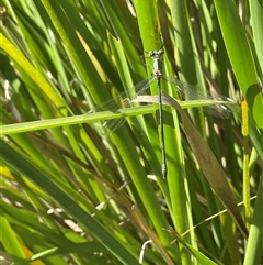 Synlestes weyersii (Bronze Needle) at Mongarlowe, NSW - 22 Feb 2025 by JaneR