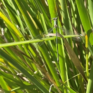 Synlestes weyersii at Mongarlowe, NSW - 22 Feb 2025 by JaneR