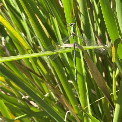 Synlestes weyersii (Bronze Needle) at Mongarlowe, NSW - 22 Feb 2025 by JaneR