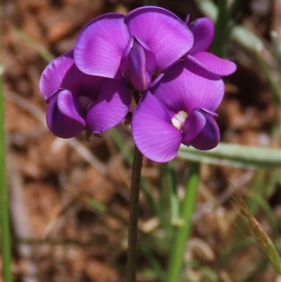 Swainsona sericea (Silky Swainson-Pea) at Adaminaby, NSW - 15 Nov 2020 by AndyRoo