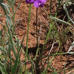 Swainsona sericea at Adaminaby, NSW - 15 Nov 2020 01:44 PM