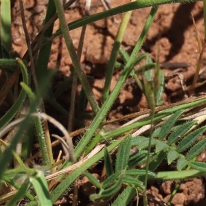 Swainsona sericea at Adaminaby, NSW - 15 Nov 2020 01:44 PM