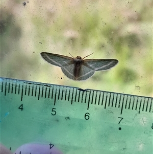 Mixocera latilineata at Pappinbarra, NSW - Yesterday 09:55 AM