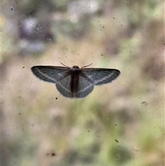 Mixocera latilineata at Pappinbarra, NSW - Yesterday 09:55 AM