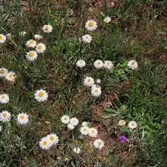 Leucochrysum albicans subsp. tricolor (Hoary Sunray) at Adaminaby, NSW - 15 Nov 2020 by AndyRoo