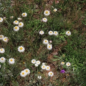 Leucochrysum albicans subsp. tricolor (Hoary Sunray) at Adaminaby, NSW - 15 Nov 2020 by AndyRoo