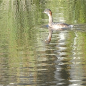 Tachybaptus novaehollandiae (Australasian Grebe) at Belconnen, ACT - 21 Feb 2025 by JohnGiacon