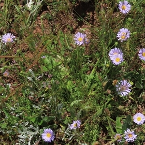 Calotis glandulosa (Mauve Burr-daisy) at Adaminaby, NSW - 15 Nov 2020 by AndyRoo