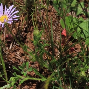 Calotis glandulosa at Adaminaby, NSW - 15 Nov 2020 01:47 PM